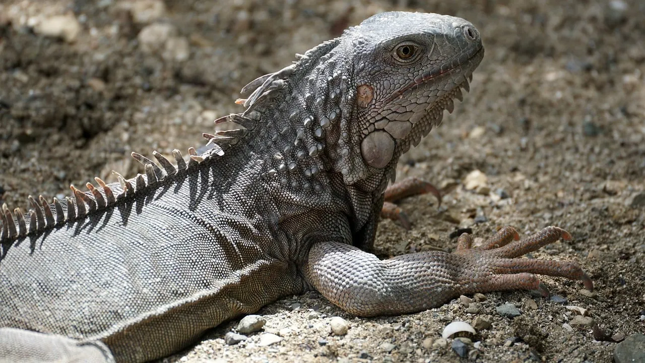 Hurricanes That Hit Saint Croix: Complete History